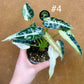 Alocasia green bambino albo variegata NEW