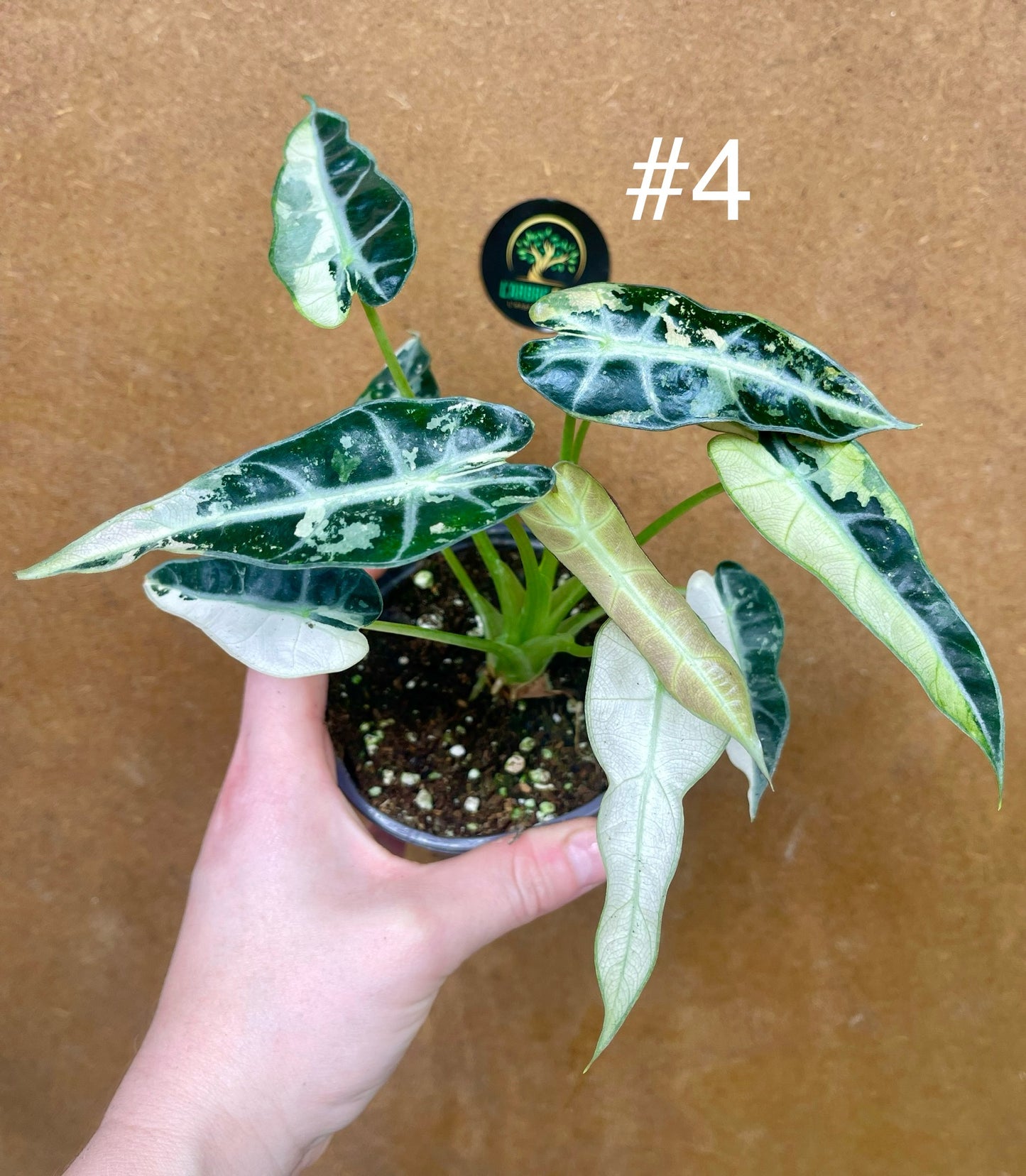 Alocasia green bambino albo variegata NEW