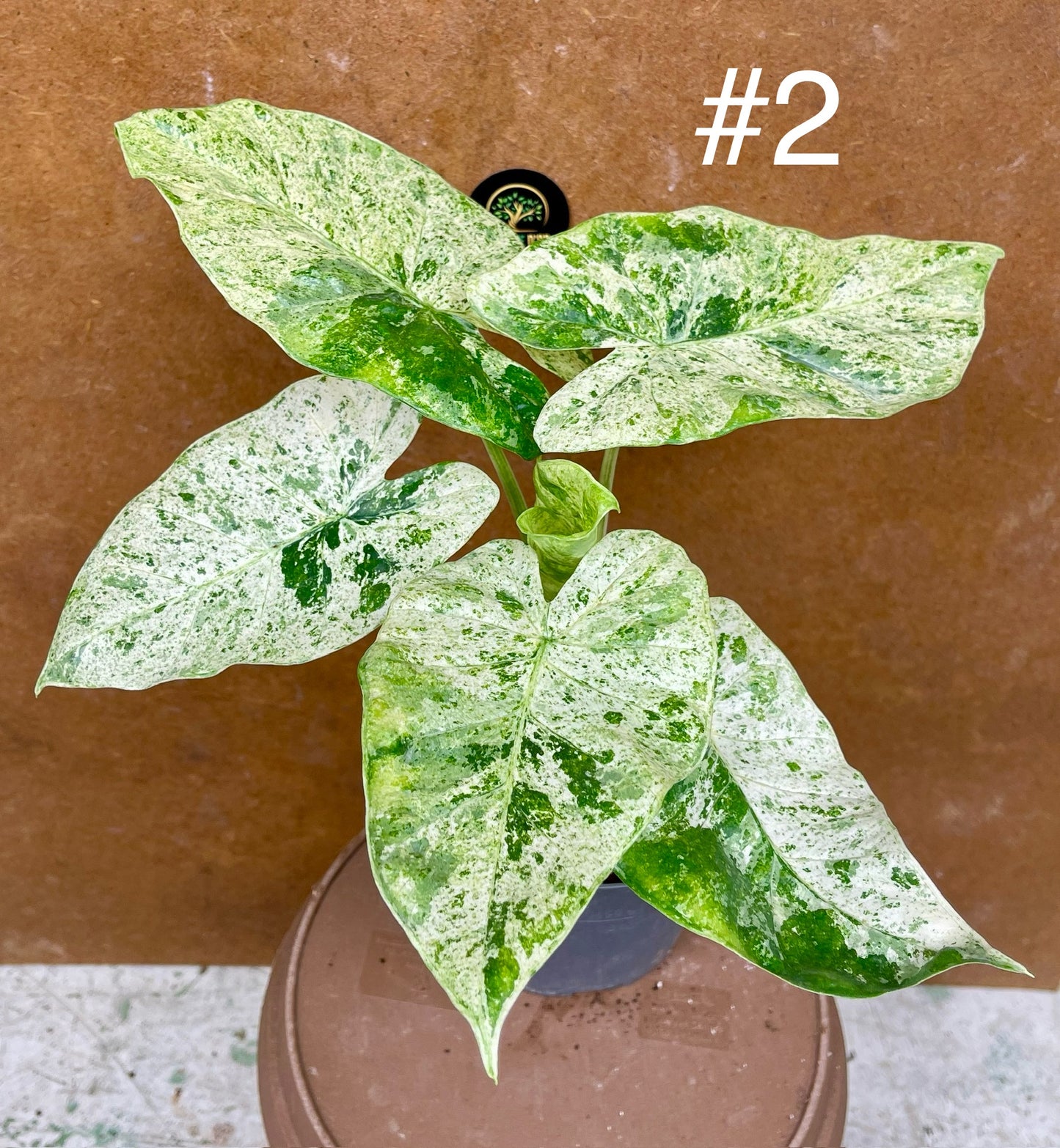 Alocasia macrorrhiza splash variegata taille L