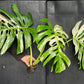 Monstera variegata big form XL boutures