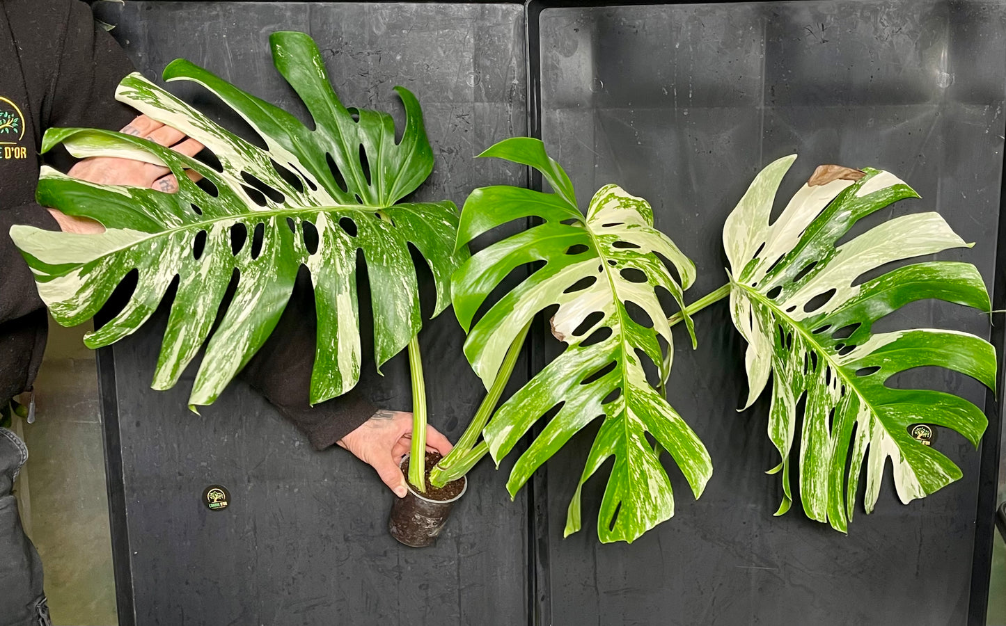 Monstera variegata big form XL boutures