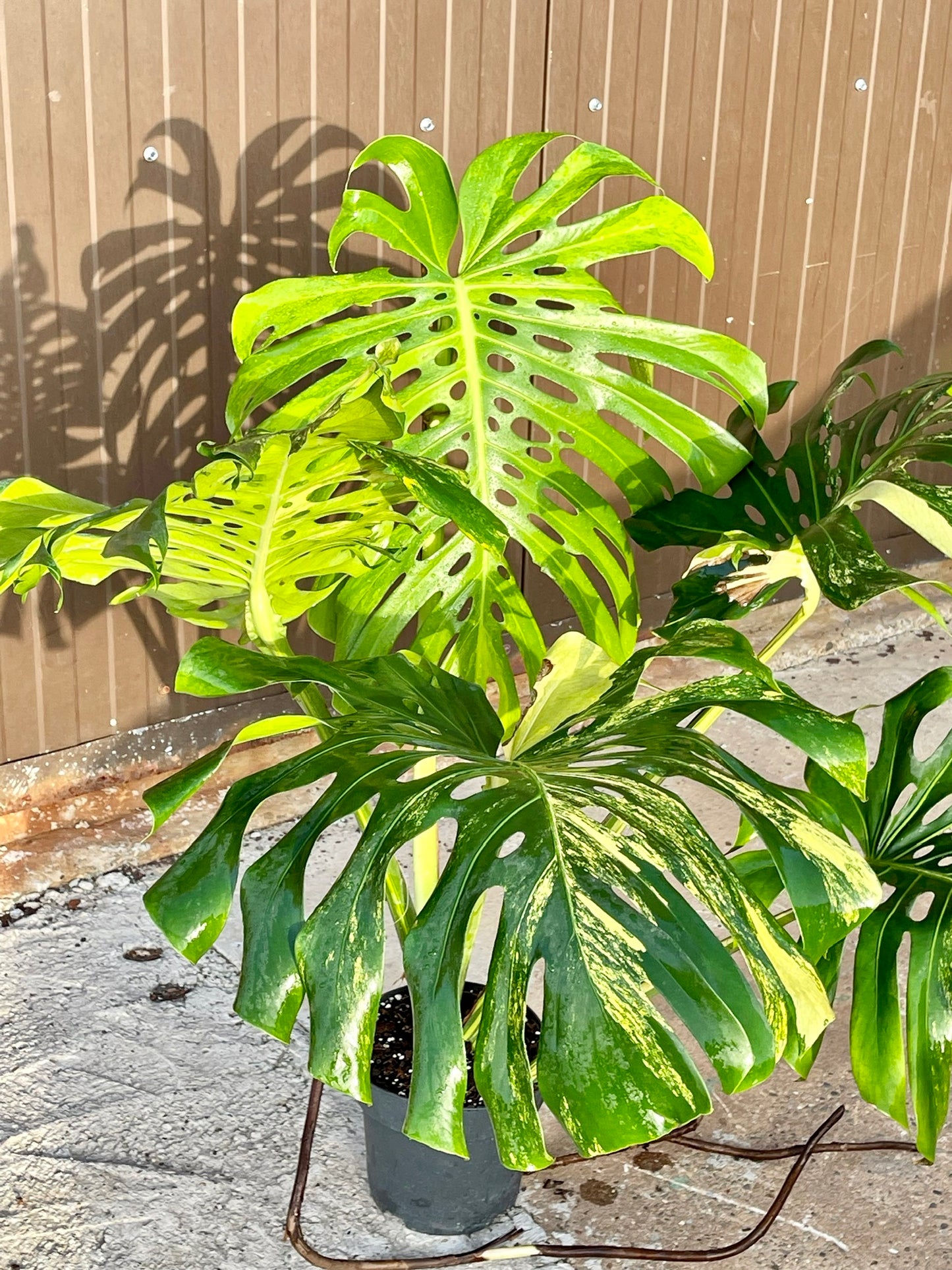 Monstera deliciosa aurea variegata XXL