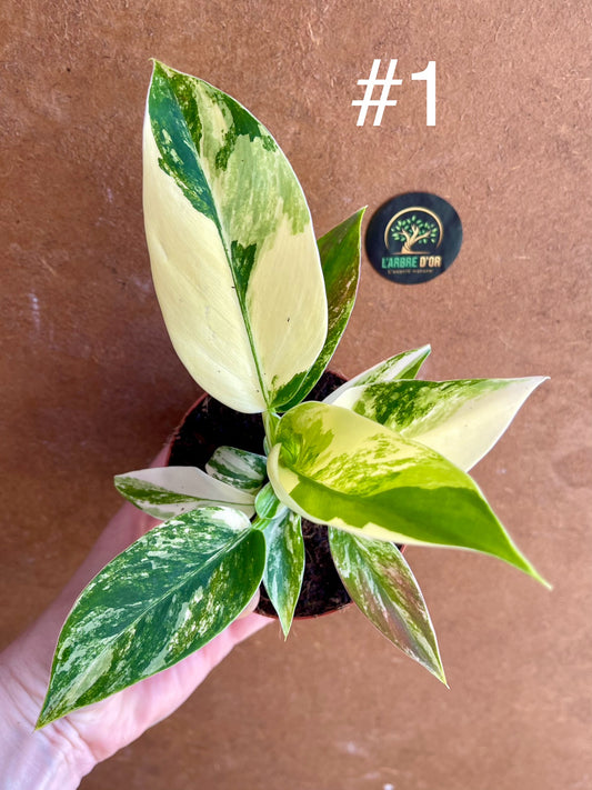 Philodendron green congo variegata NEW