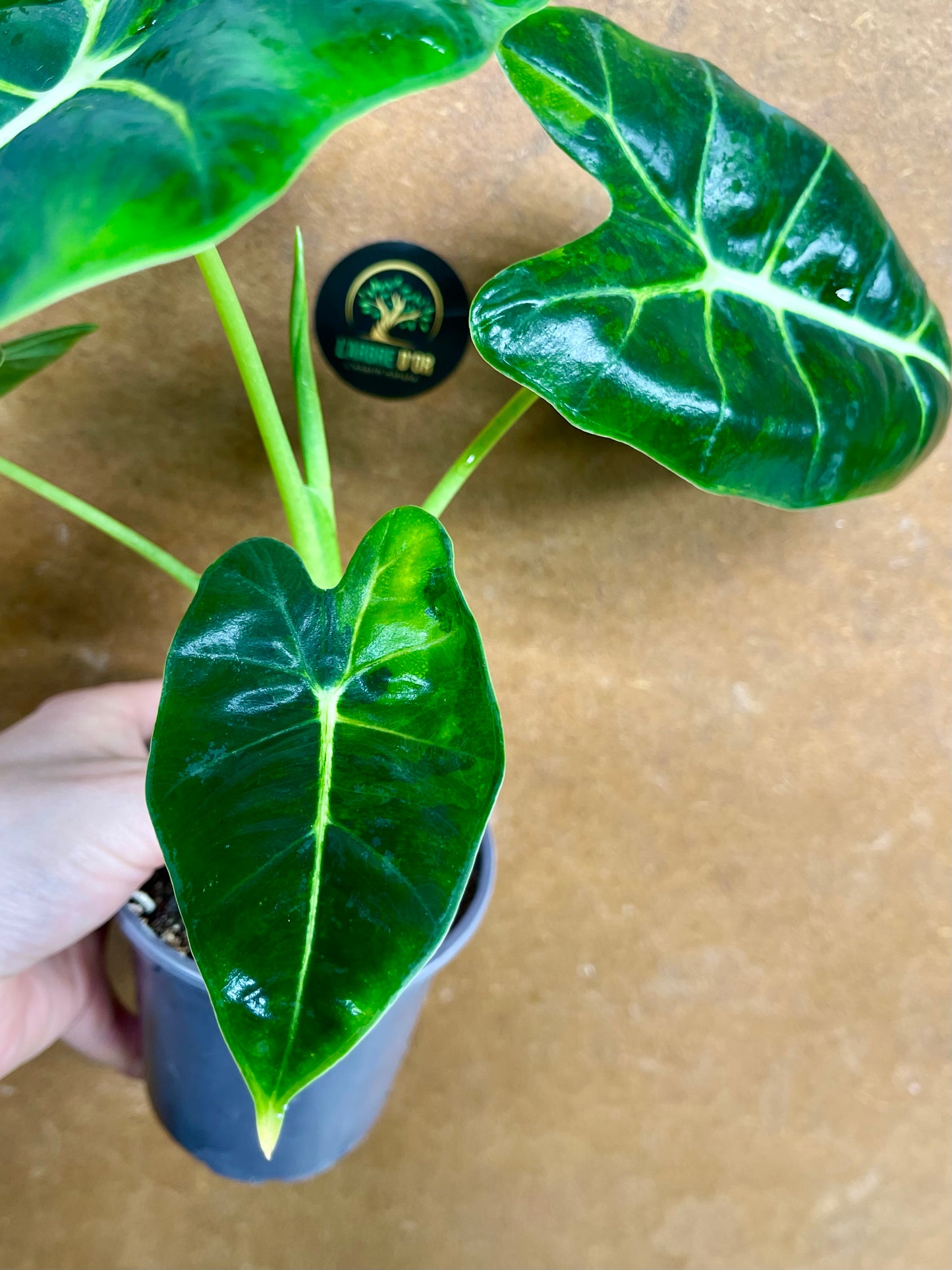 Alocasia Frydek green on green variegata NEW