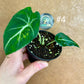 Alocasia black velvet variegata aurea