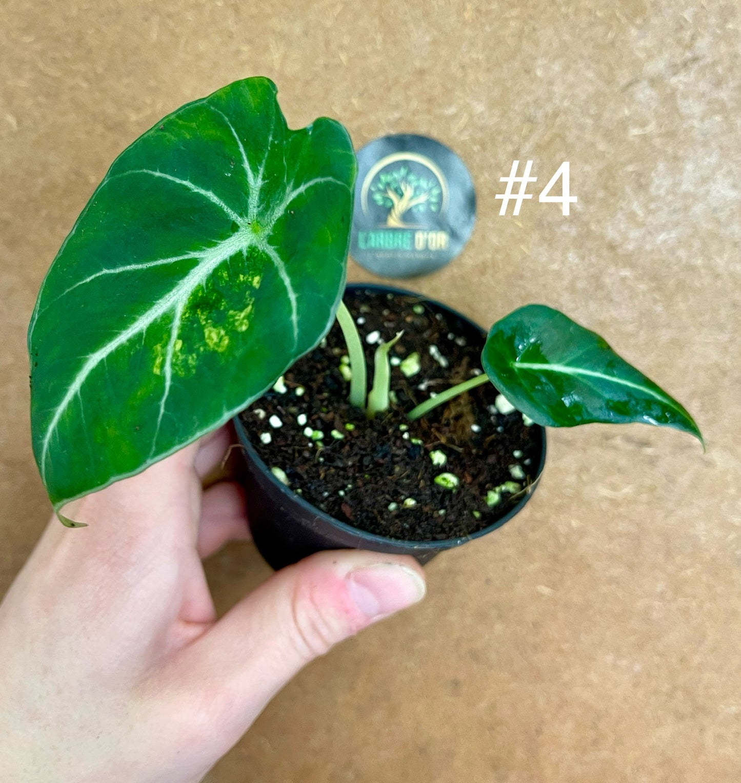 Alocasia black velvet variegata aurea