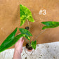 Alocasia Zebrina variegata