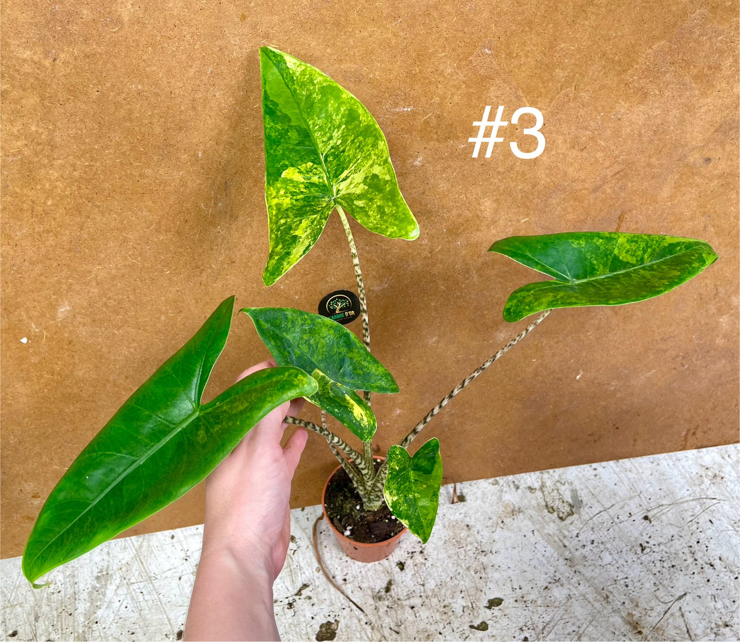 Alocasia Zebrina variegata