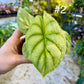 Alocasia silver dragon aurea variegata NEW