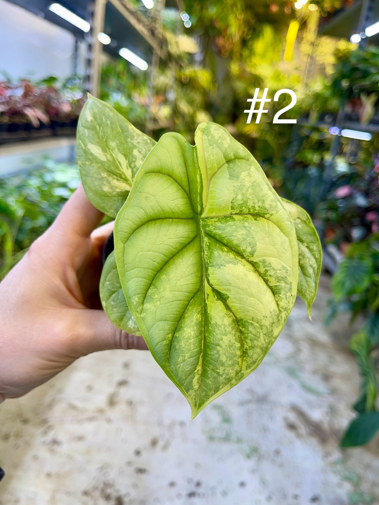 Alocasia silver dragon aurea variegata NEW