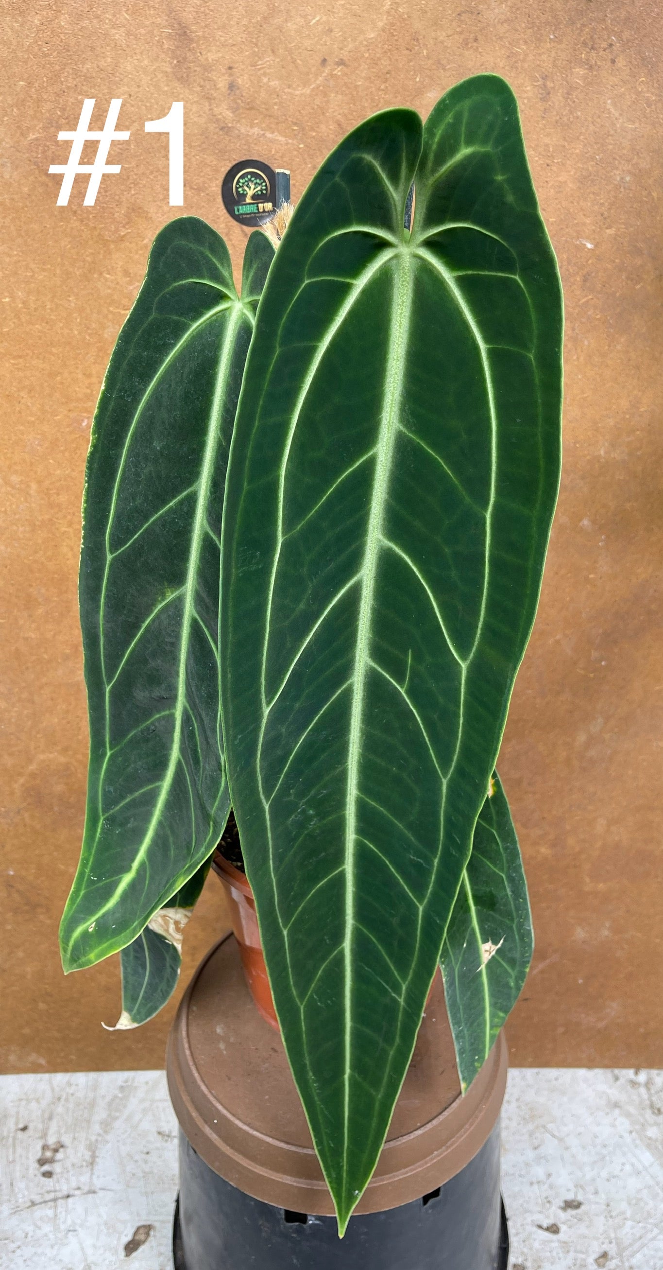 Anthurium warocqueanum L