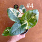 Alocasia macrorrhiza variegata S NEW