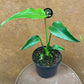 monstera dilacerata burle marx flame NEW