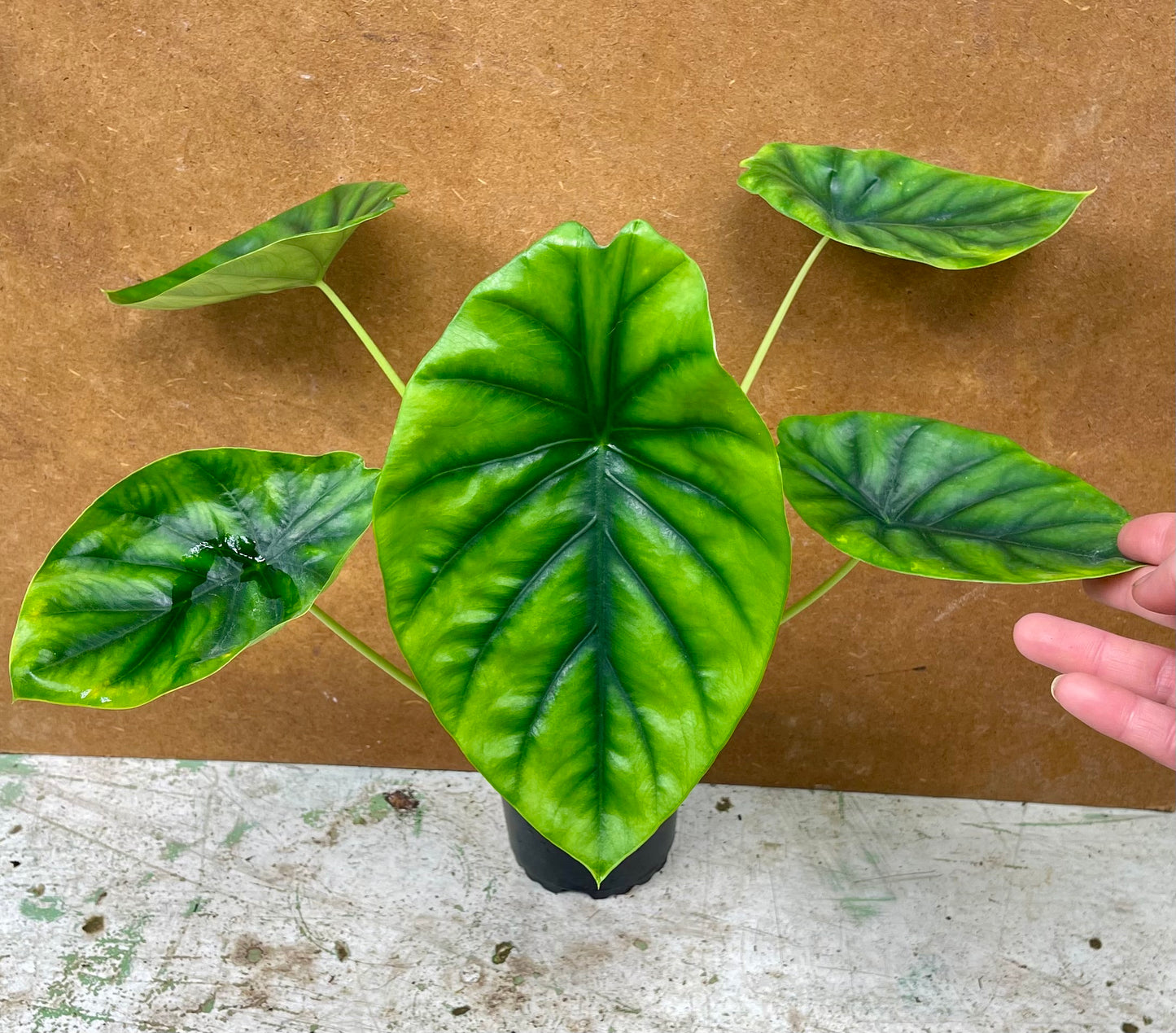 Alocasia green shield / clypeolata