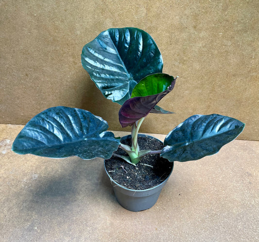 Alocasia Infernalis Black Magic