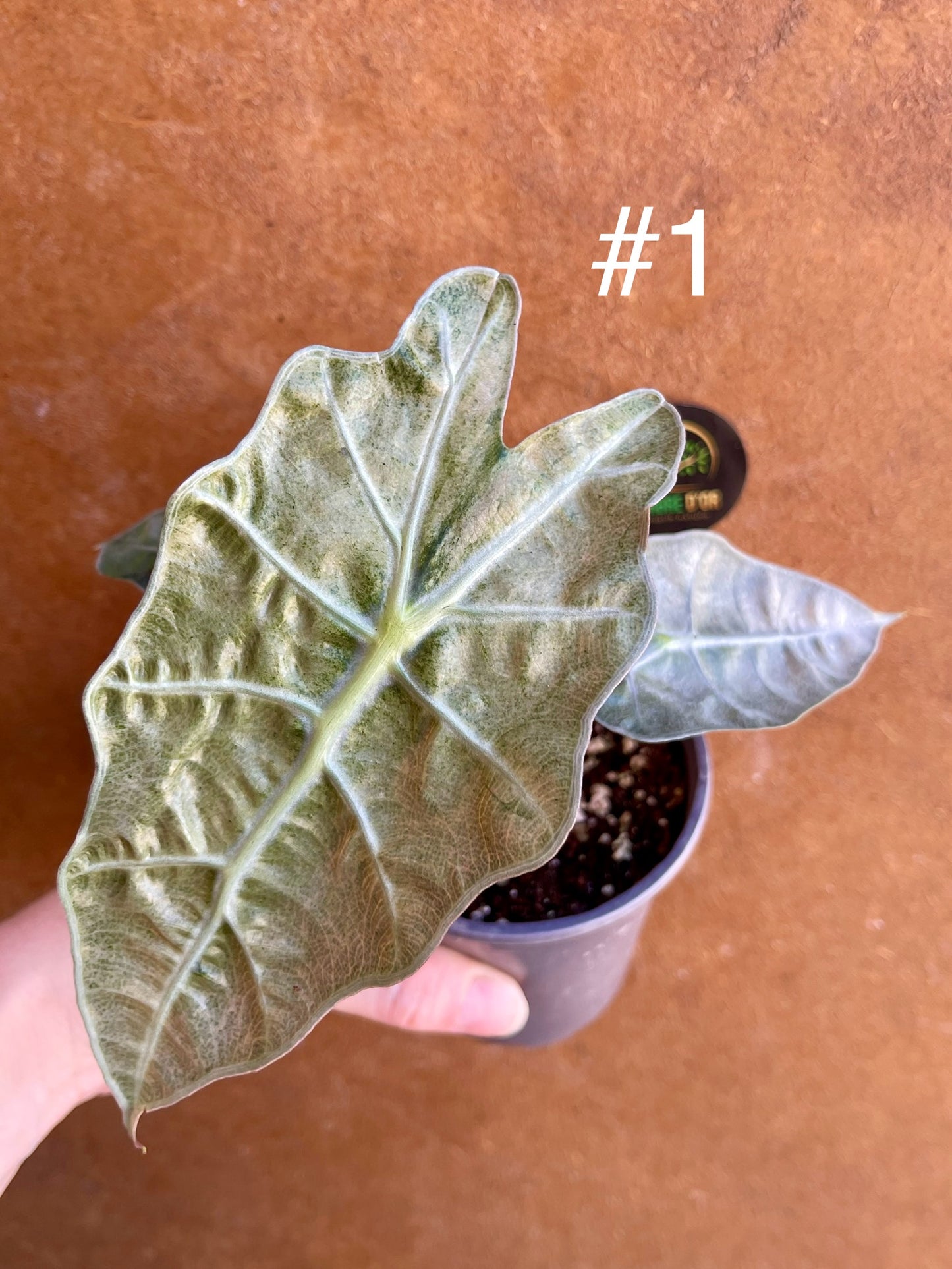 Alocasia polly pink / mint variegata NEW