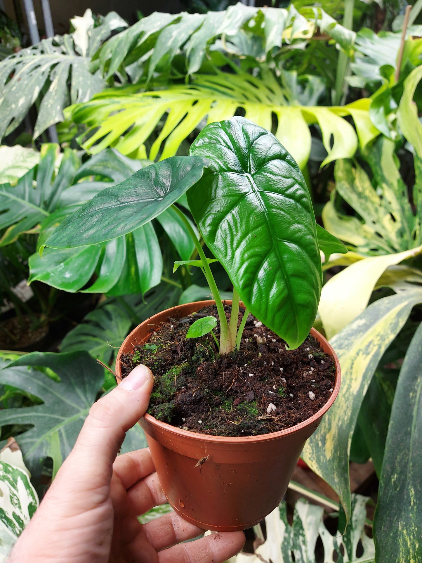 Alocasia puncak borneensis