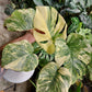 Monstera legacy NEW