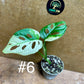 Monstera adansonii variegata baby/boutures