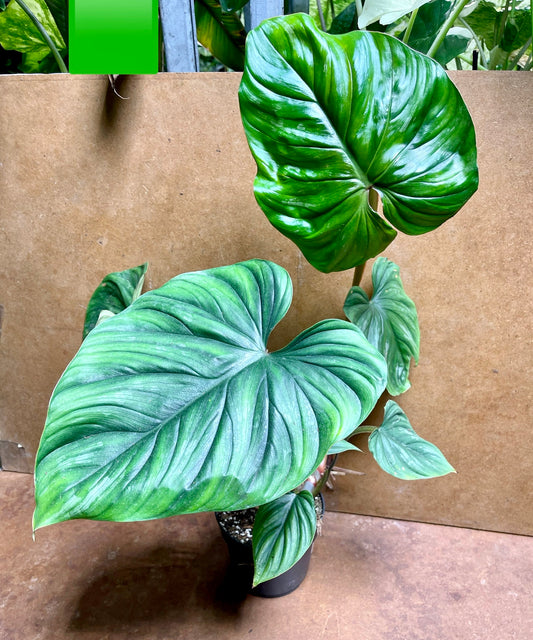 Philodendron plowmanii ecuador