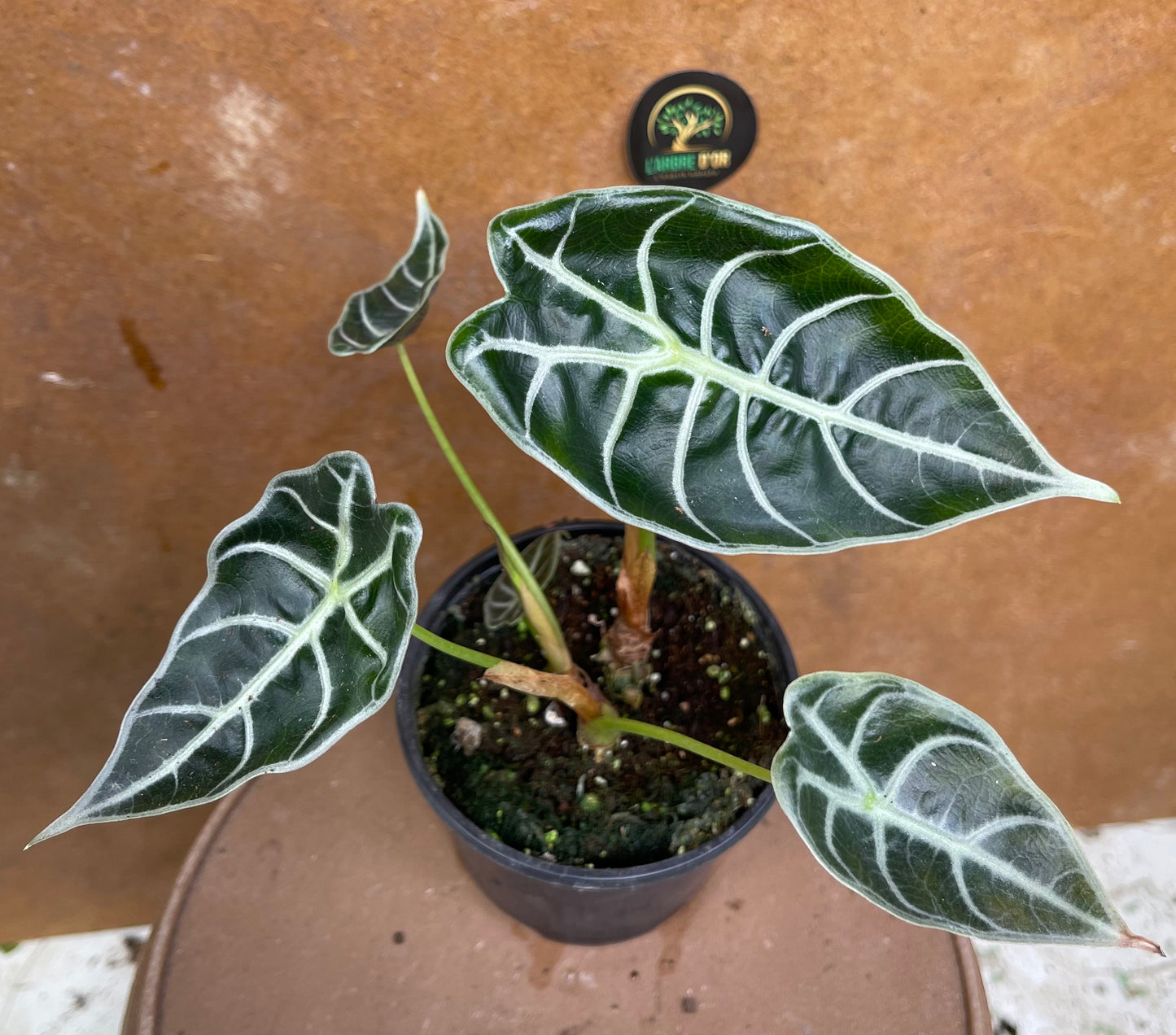 Alocasia watsonia S