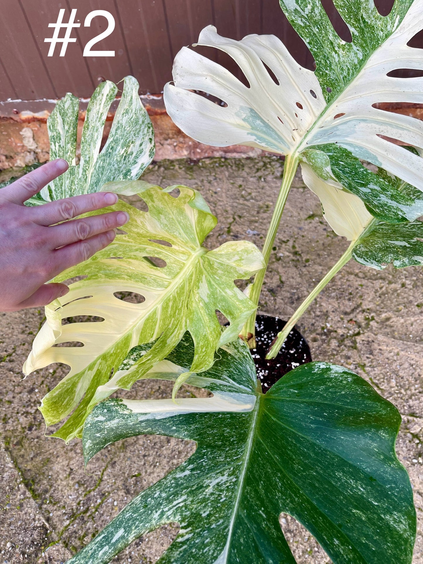 Monstera deliciosa platinum albo