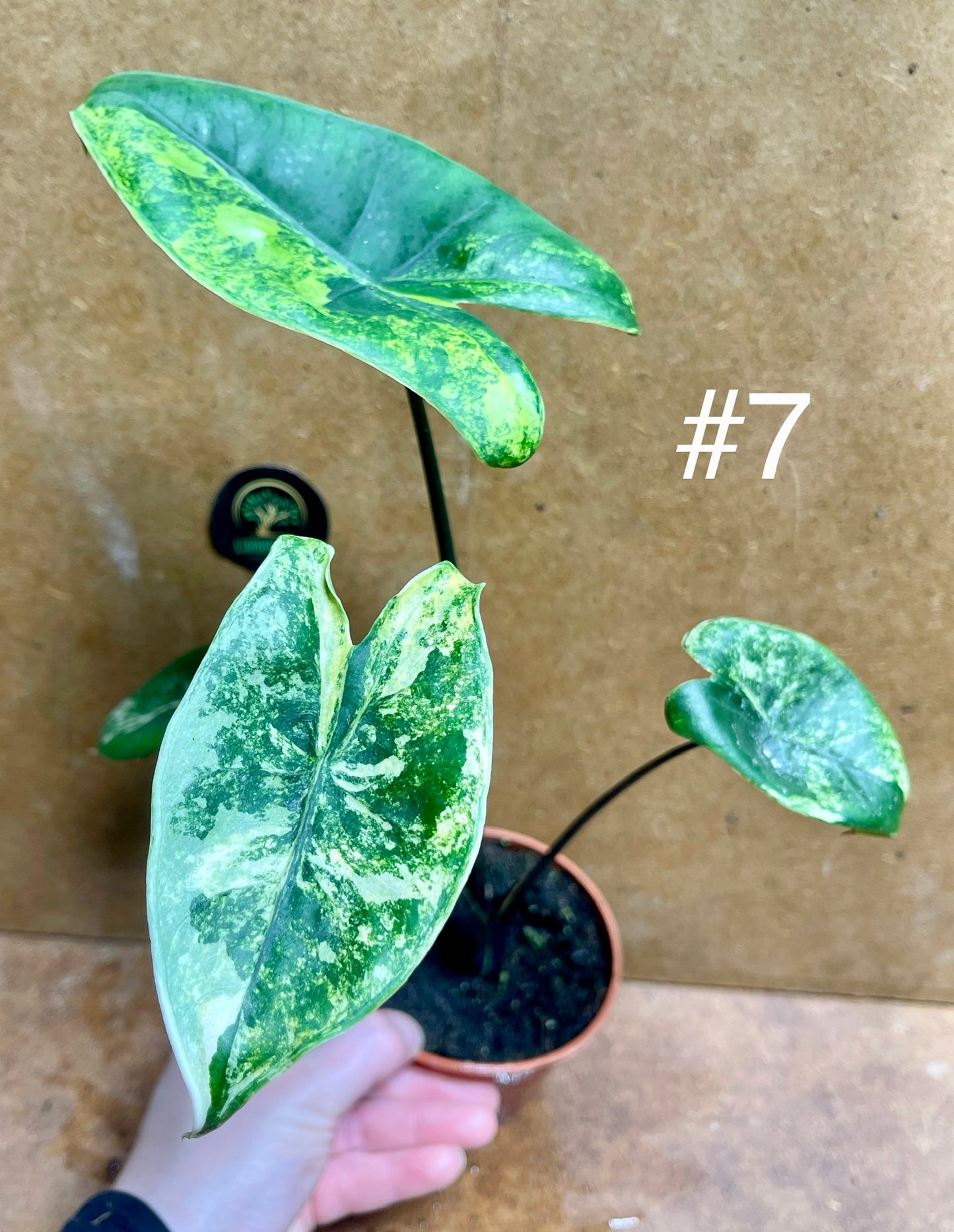 Alocasia zebrina black stem variegata