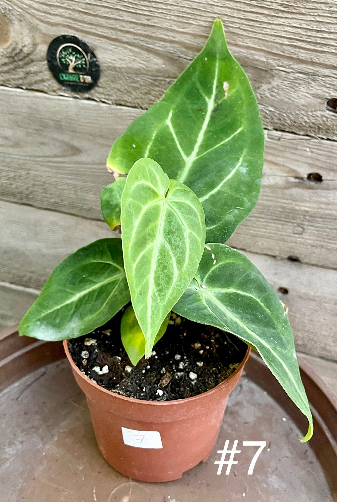 Anthurium magnificum