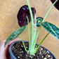 Alocasia watsonia pink variegata NEW