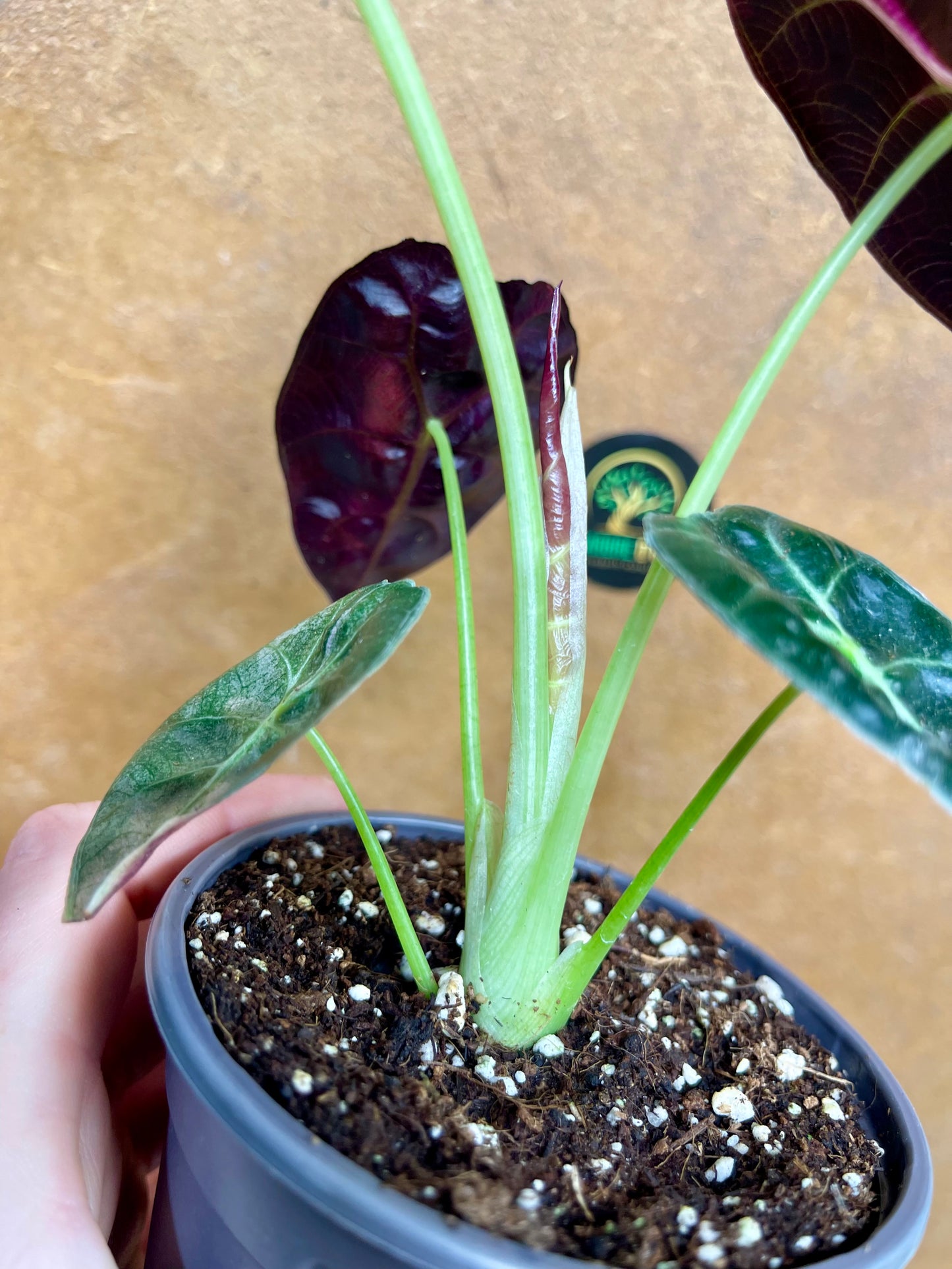 Alocasia watsonia pink variegata NEW