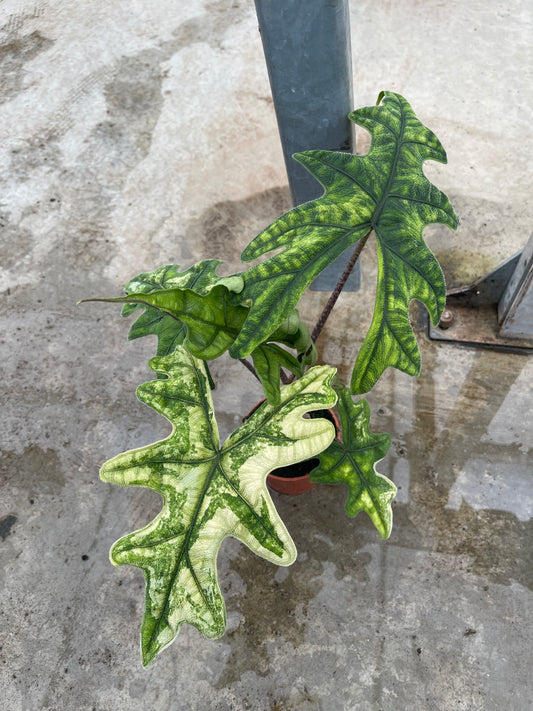 Alocasia jacklyn variegata