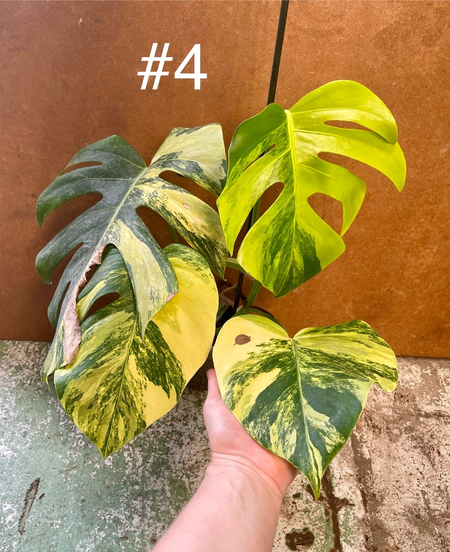 Monstera Aurea boutures small form