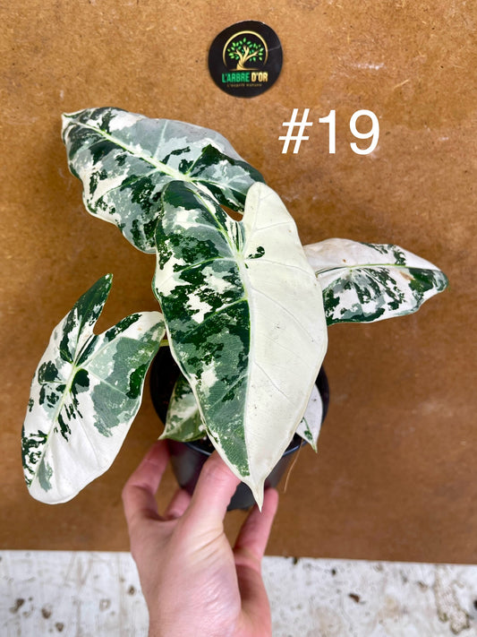 Alocasia frydek variegata haute variegation M NEW