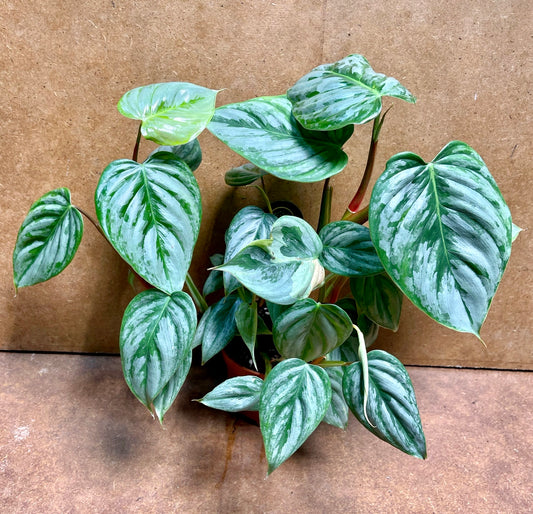 Philodendron Sodiroi