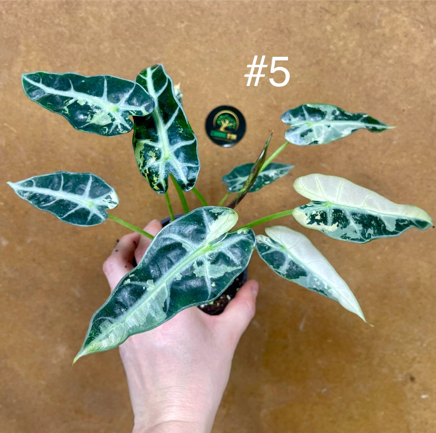 Alocasia green bambino albo variegata NEW