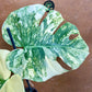 Monstera legacy NEW