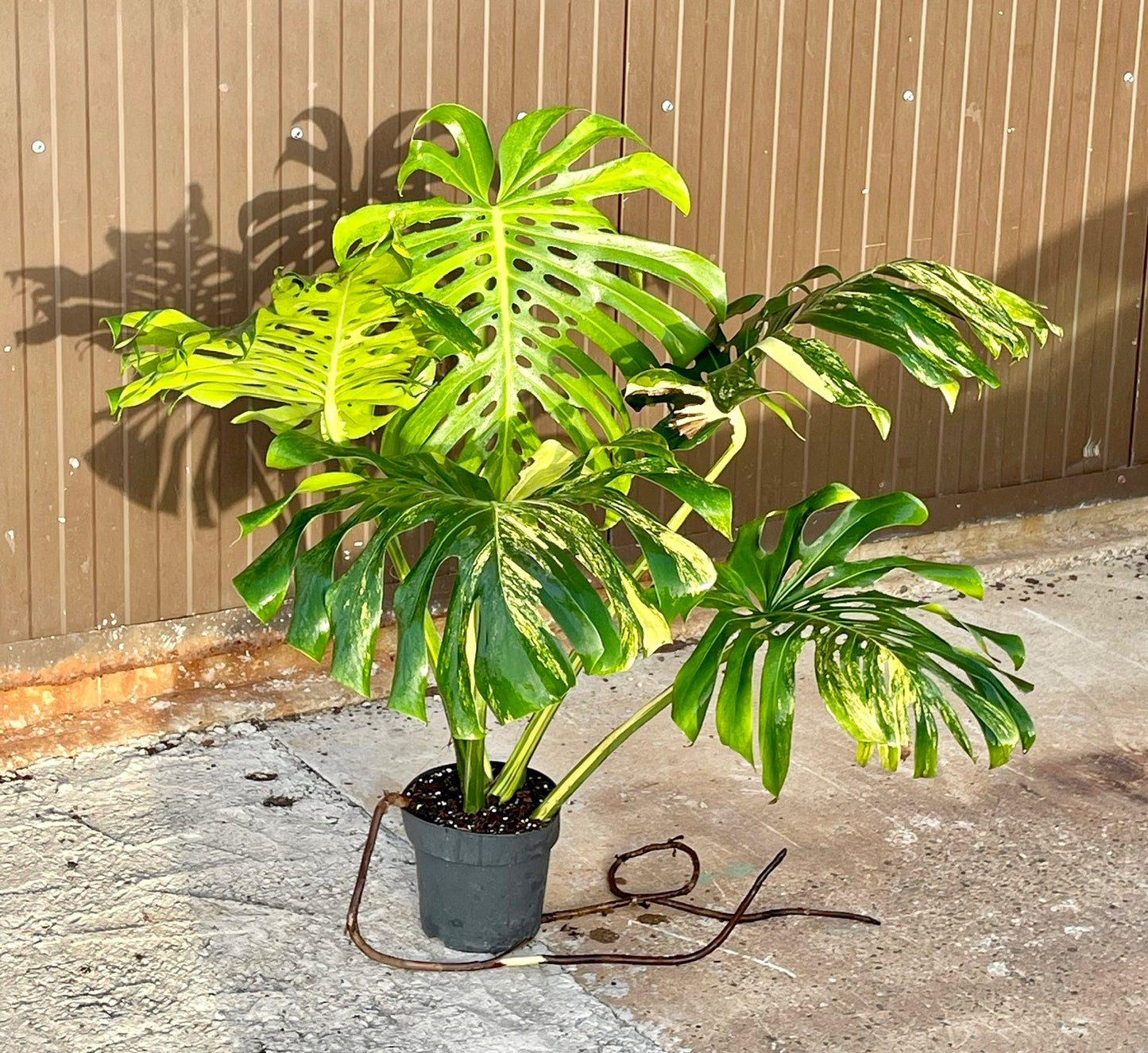 Monstera deliciosa aurea variegata XXL