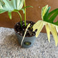 Philodendron tortum variegata x florida beauty NEW (sur demande)