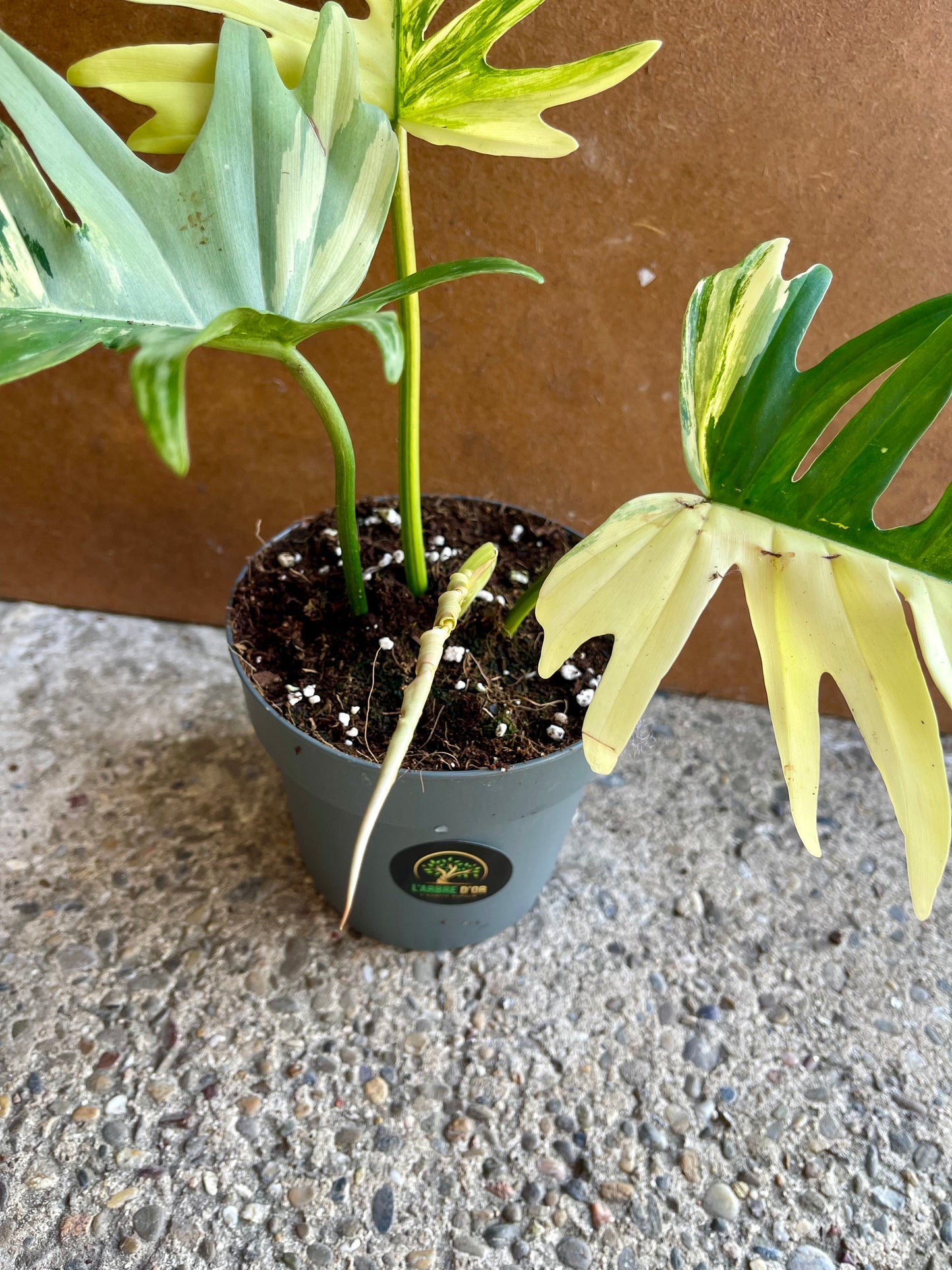 Philodendron tortum variegata x florida beauty NEW (sur demande)