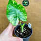 Alocasia gageana albo variegata NEW