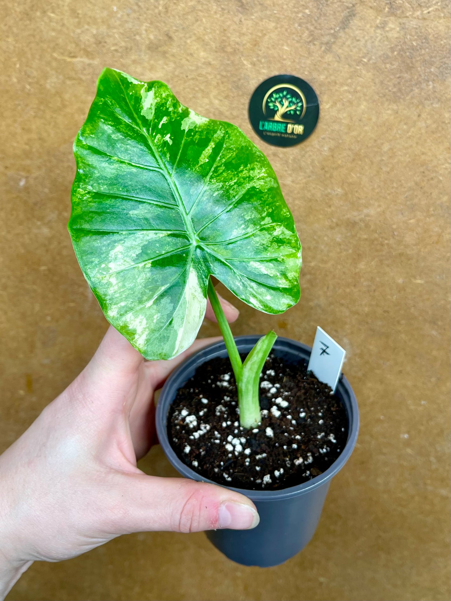 Alocasia gageana albo variegata NEW