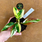 Philodendron green congo variegata NEW