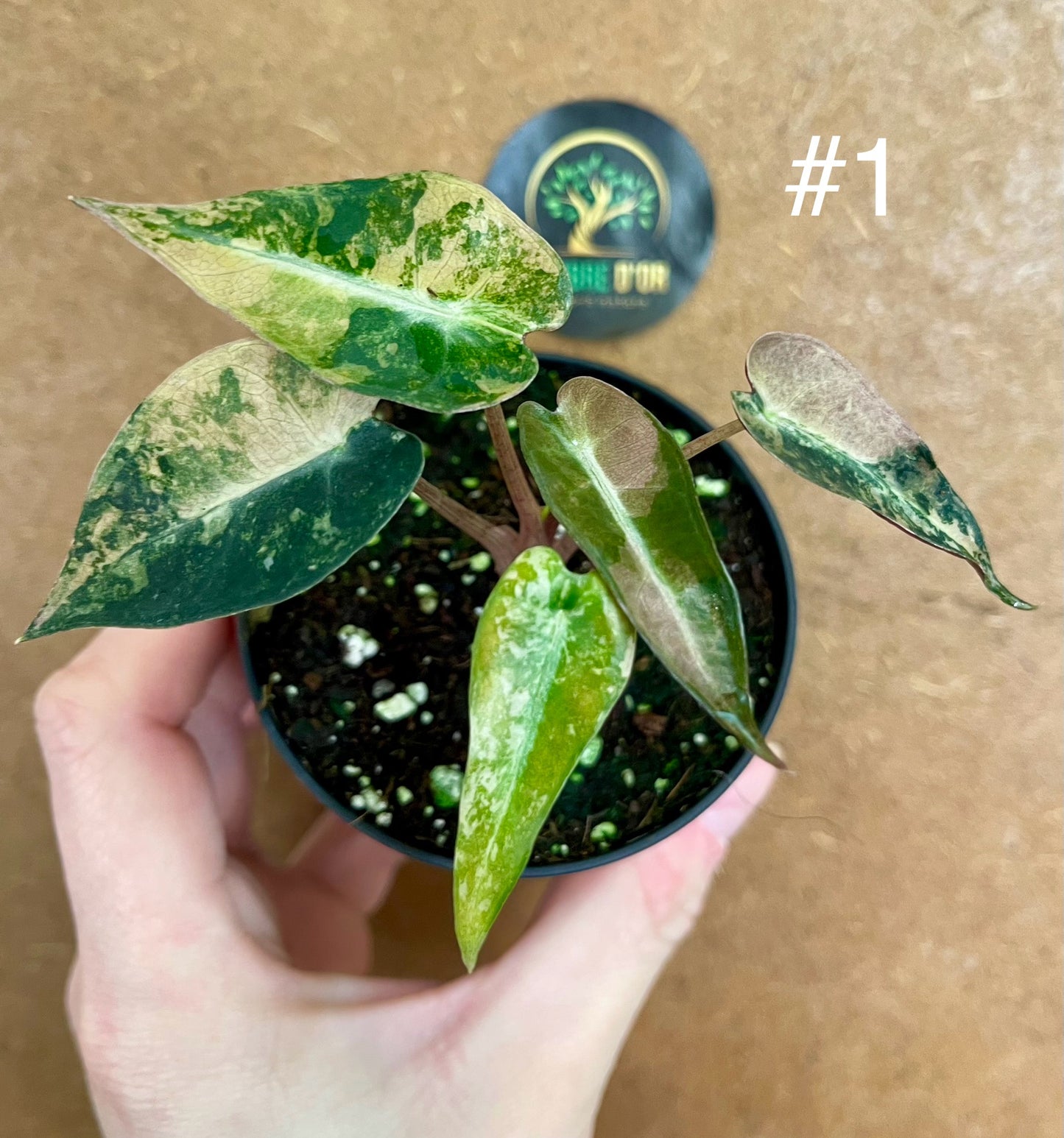 Alocasia bambino aurea variegata NEW