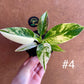 Philodendron green congo variegata NEW