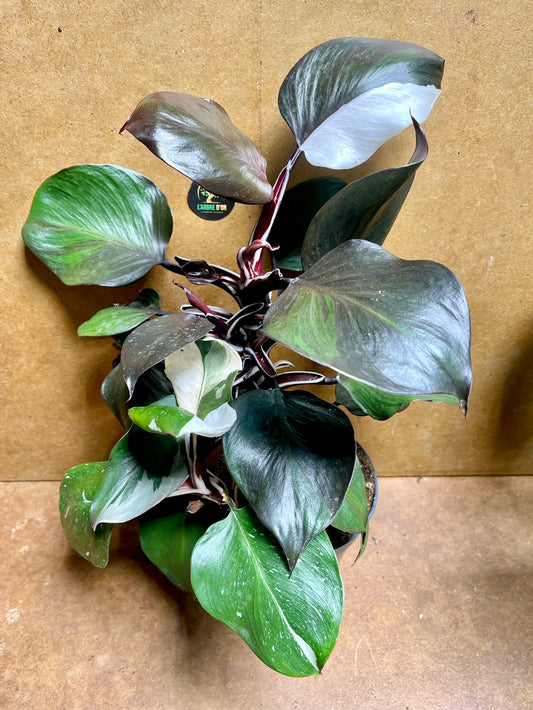 Philodendron white knight dark