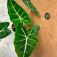 Alocasia Frydek green on green variegata