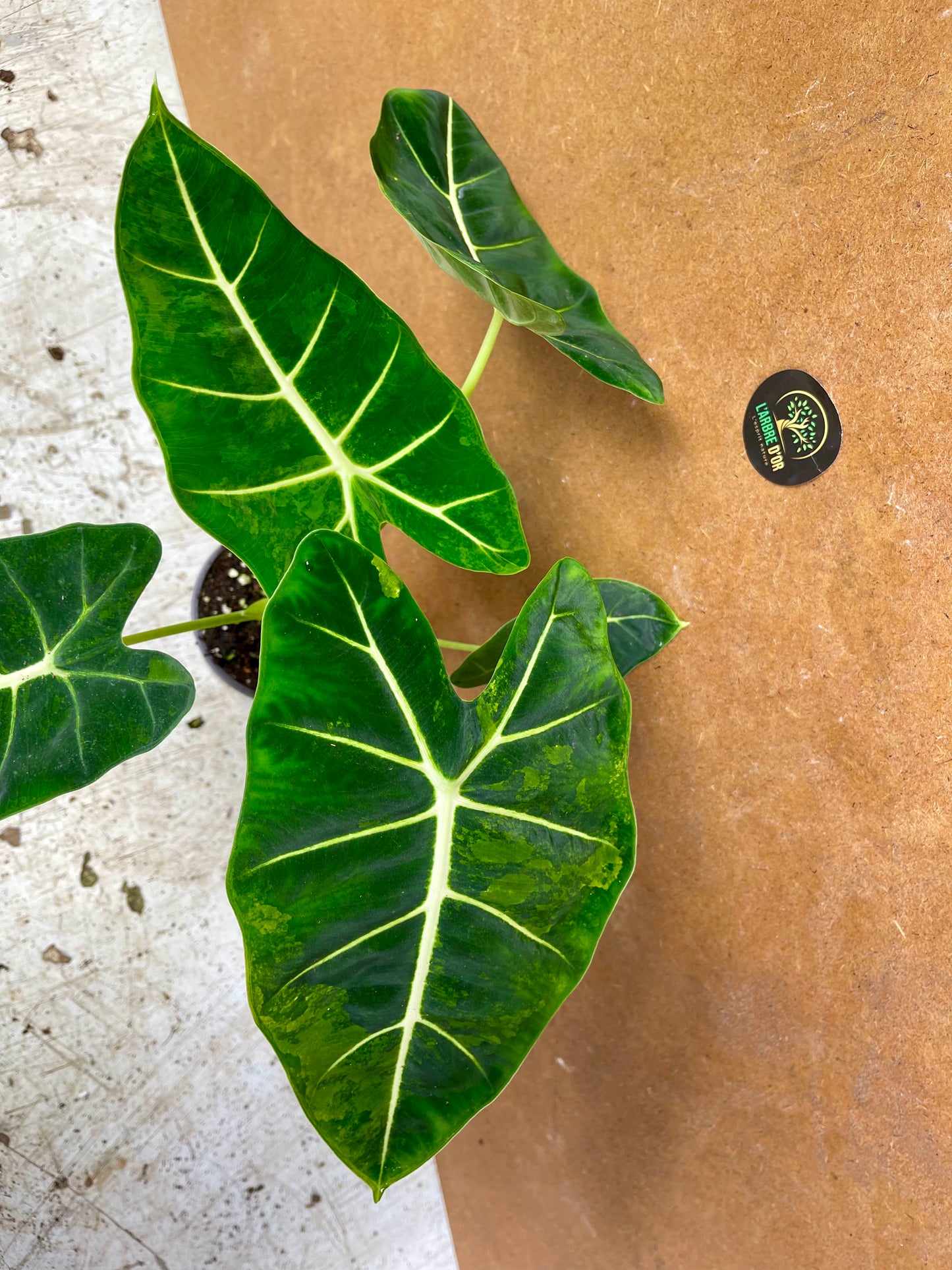 Alocasia Frydek green on green variegata