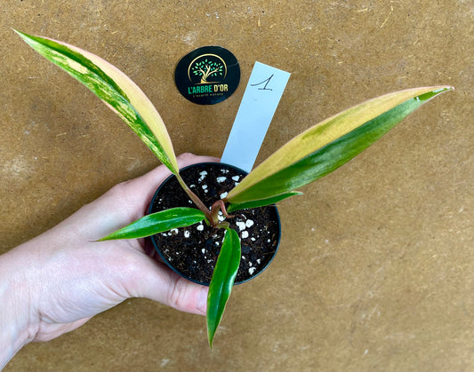 Philodendron caramel marble S NEW