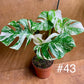 Monstera albo variegata haute variegation