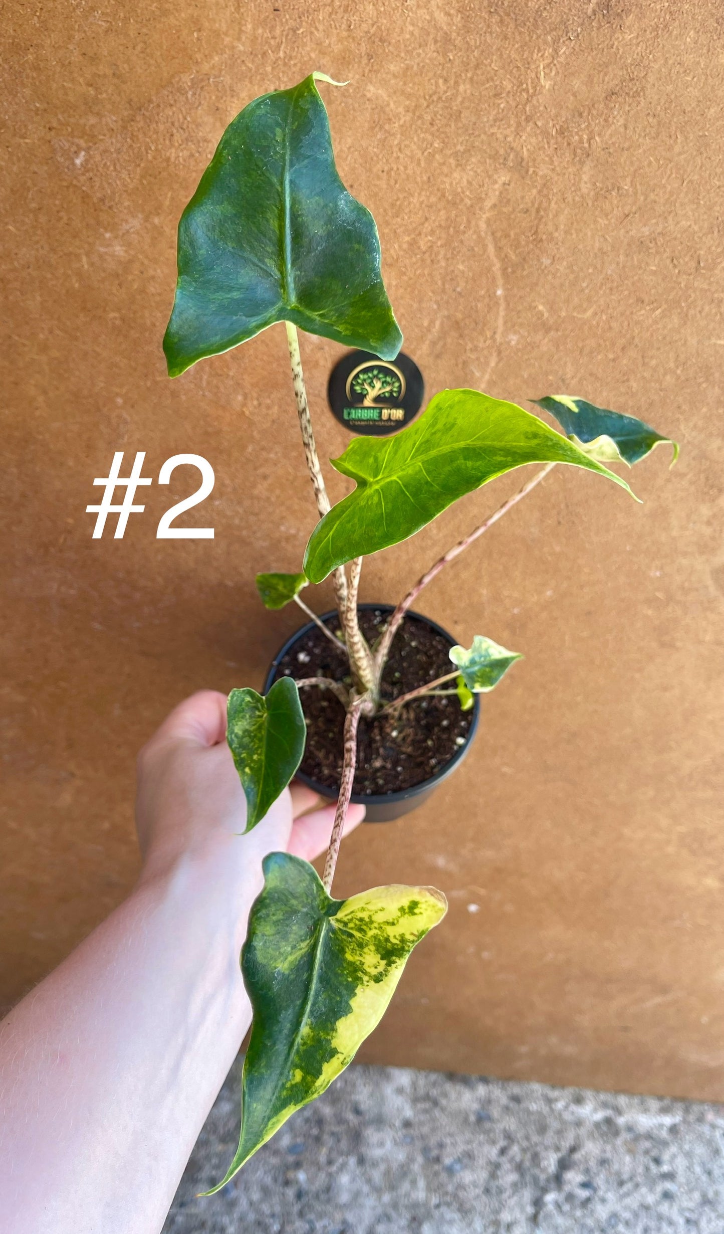 Alocasia siberian Tiger variegata NEW